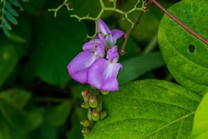 Canavalia rosea blooming on tree in the garden photo