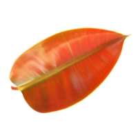 grandes feuilles rouges fraîches png