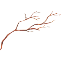 Watercolor autumn branch without leaves png