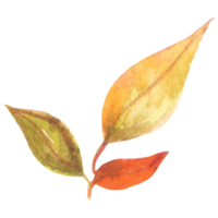 feuilles d'automne aquarelle png