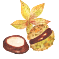 castanha aquarela com folhas png