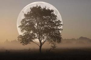 Full moon on a foggy autumn morning with a lone tree. Autumn dawn. Landscape. photo