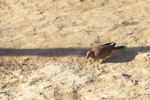 el pájaro paloma marrón vive en la península del sinaí en el desierto rocoso. foto