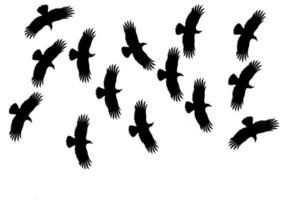 grupo de silueta de cuervos. los pájaros vuelan juntos. Aislado en un fondo blanco. temática de Halloween. vector