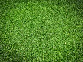 Top view of green grass texture background. Element of design. photo