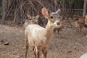 brown deer eating and walking photo