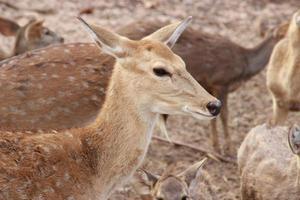 brown deer eating and walking photo