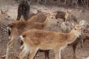 brown deer eating and walking photo