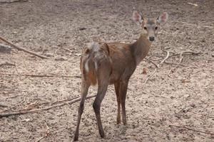 brown deer eating and walking photo