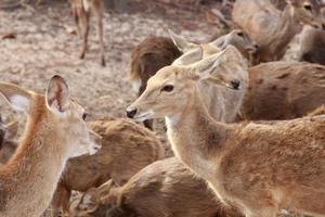 brown deer eating and walking photo