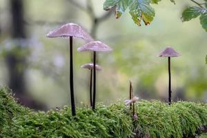 Small purple lacquer funnel in the moss on the forest floor photo