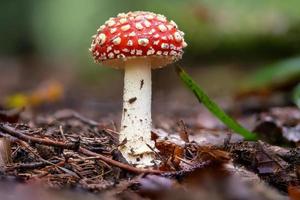 Agárico de mosca único en el suelo del bosque foto