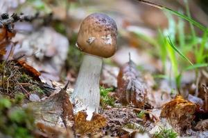 Close up of a tawny grisette mushroom between pine needles photo