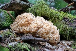 cauliflower fungus grows on the trunk of a pine tree in the moss photo