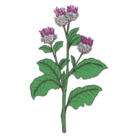Botanical Flower Illustration png