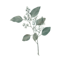 ilustración botánica de la flor png