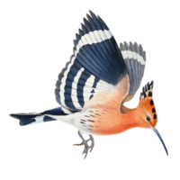 Exotic Bird Illustration png