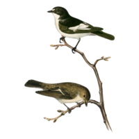 exotische vogelillustration png