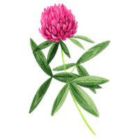 Flower and Leaf Illustration png