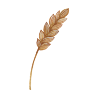 Flower and Leaf Illustration png