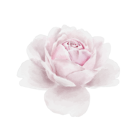 blumen- und blattillustration png