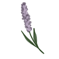 Flower and Leaf Illustration png