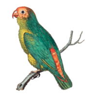 exotische vogelillustration png