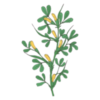 botanico fiore illustrazione png