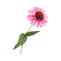 Flower and Leaf Illustration png