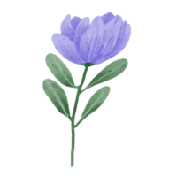 Flower and Leaf Illustration png