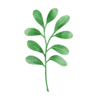 Flower and Leaf Illustration png