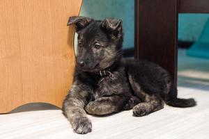 lindo cachorro pequeño color marrón está sentado en la habitación cerca de la mesa. foto