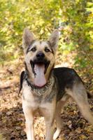 Portrait of happy brown and white short-haired mongrel dog with open mouth on a background of autumn park. photo