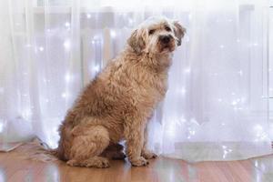 el perro pastor del sur de Rusia de pelo largo en casa está sentado en el suelo sobre un fondo de cortina blanca con luces. foto