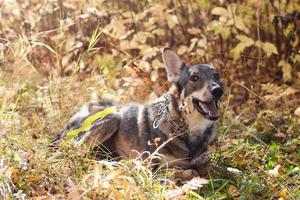 retrato de un sonriente perro mestizo de pelo corto marrón y blanco sobre hierba y hojas de otoño. foto