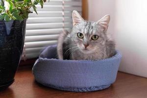 Beautiful fluffy gray tabby cat with green eyes is sitting on a cat bed near to a window and pot plant. photo