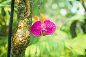 Beautiful pink flower of orchid on a tree with drops of water. photo