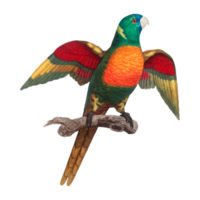 exotische vogelillustration png