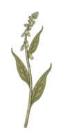 ilustración botánica de la flor png
