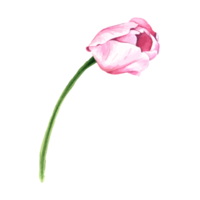 Flower and Leaf Illustration png