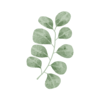 Flower and Leaf Illustration png