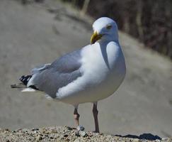 european herring gull on heligoland photo