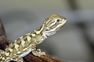 close up of a bearded dragon photo