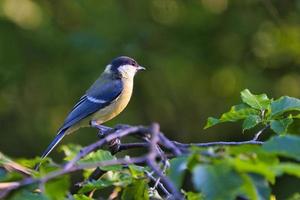 great tit in the tree photo