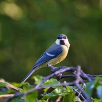 great tit in the tree photo