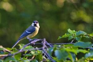 great tit in the tree photo