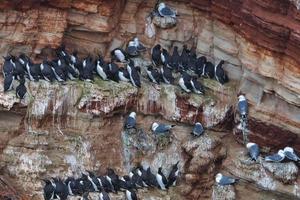common murre on Heligoland photo