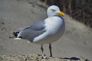 european herring gull on heligoland photo