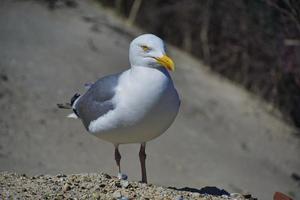 european herring gull on heligoland photo