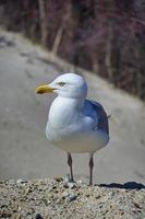 european herring gull on heligoland photo